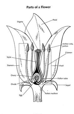 parts of flower diagrams labeled and unlabeled tulip test Parts of a Calla Lily the lesson plan library offers high school lesson plans covering all major school subjects and special interests